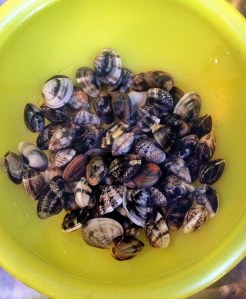 Conchinhas de molho na água salgada